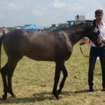 09.07.2017 Opatowiec. Championat koni / Ewa Pociejowska - Gawęda / Radio Kielce