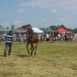 09.07.2017 Opatowiec. Championat koni / Ewa Pociejowska - Gawęda / Radio Kielce