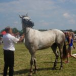 09.07.2017 Opatowiec. Championat koni / Ewa Pociejowska - Gawęda / Radio Kielce