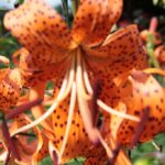 24.07.2017 - Nowa Huta koło Rakowa - Raport Dnia - Igrzycznia / Krzysztof Bujnowicz / Radio Kielce