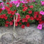 27.07.2017 - Święta Katarzyna - Zacisze - Raport Dnia / Krzysztof Bujnowicz / Radio Kielce