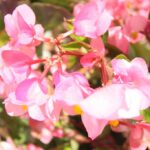 Krzysztof Bujnowicz / Radio Kielce