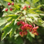 24.07.2017 - Nowa Huta koło Rakowa - Raport Dnia - Igrzycznia / Krzysztof Bujnowicz / Radio Kielce