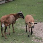 26.07.2017 - Brody - „Daleko od szosy” / Krzysztof Bujnowicz / Radio Kielce