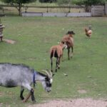 26.07.2017 - Brody - „Daleko od szosy” / Krzysztof Bujnowicz / Radio Kielce