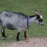 26.07.2017 - Brody - „Daleko od szosy” / Krzysztof Bujnowicz / Radio Kielce