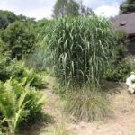 24.07.2017 - Nowa Huta koło Rakowa - Raport Dnia - Igrzycznia / Krzysztof Bujnowicz / Radio Kielce