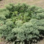 24.07.2017 - Nowa Huta koło Rakowa - Raport Dnia - Igrzycznia / Krzysztof Bujnowicz / Radio Kielce