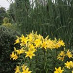 Gospodarstwo agroturystyczne "Pod Laskiem" (11.07.2017) / Krzysztof Bujnowicz / Radio Kielce