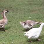 26.07.2017 - Brody - „Daleko od szosy” / Krzysztof Bujnowicz / Radio Kielce