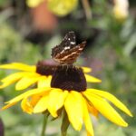 24.07.2017 - Nowa Huta koło Rakowa - Raport Dnia - Igrzycznia / Krzysztof Bujnowicz / Radio Kielce