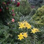 Gospodarstwo agroturystyczne "Pod Laskiem" (11.07.2017) / Krzysztof Bujnowicz / Radio Kielce