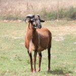 26.07.2017 - Brody - „Daleko od szosy” / Krzysztof Bujnowicz / Radio Kielce