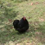 26.07.2017 - Brody - „Daleko od szosy” / Krzysztof Bujnowicz / Radio Kielce