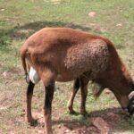 26.07.2017 - Brody - „Daleko od szosy” / Krzysztof Bujnowicz / Radio Kielce