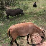 26.07.2017 - Brody - „Daleko od szosy” / Krzysztof Bujnowicz / Radio Kielce