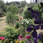 24.07.2017 - Nowa Huta koło Rakowa - Raport Dnia - Igrzycznia / Krzysztof Bujnowicz / Radio Kielce