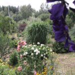 24.07.2017 - Nowa Huta koło Rakowa - Raport Dnia - Igrzycznia / Krzysztof Bujnowicz / Radio Kielce