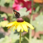 (20.07.2017) Gmina Raków. Raport Dnia: "Pyzówka" / Krzysztof Bujnowicz / Radio Kielce