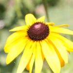 (20.07.2017) Gmina Raków. Raport Dnia: "Pyzówka" / Krzysztof Bujnowicz / Radio Kielce