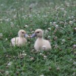 (25.07.2017) Grzegorzowice - Dworek Lachowicze / Krzysztof Bujnowicz / Radio Kielce