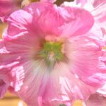 (20.07.2017) Gmina Raków. Raport Dnia: "Pyzówka" / Krzysztof Bujnowicz / Radio Kielce