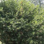 Krzysztof Bujnowicz / Radio Kielce