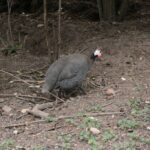 26.07.2017 - Brody - „Daleko od szosy” / Krzysztof Bujnowicz / Radio Kielce