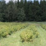 Krzysztof Bujnowicz / Radio Kielce