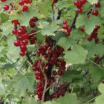 Krzysztof Bujnowicz / Radio Kielce