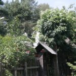 (20.07.2017) Gmina Raków. Raport Dnia: "Pyzówka" / Krzysztof Bujnowicz / Radio Kielce