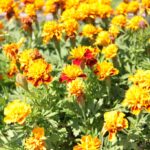 (20.07.2017) Gmina Raków. Raport Dnia: "Pyzówka" / Krzysztof Bujnowicz / Radio Kielce