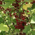 Krzysztof Bujnowicz / Radio Kielce