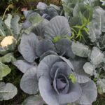 Gospodarstwo agroturystyczne "Pod Laskiem" (11.07.2017) / Krzysztof Bujnowicz / Radio Kielce