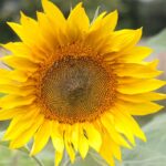 26.07.2017 - Brody - „Daleko od szosy” / Krzysztof Bujnowicz / Radio Kielce