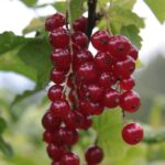 Krzysztof Bujnowicz / Radio Kielce