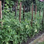 Gospodarstwo agroturystyczne "Pod Laskiem" (11.07.2017) / Krzysztof Bujnowicz / Radio Kielce