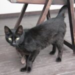 (25.07.2017) Grzegorzowice - Dworek Lachowicze / Krzysztof Bujnowicz / Radio Kielce