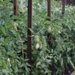 Gospodarstwo agroturystyczne "Pod Laskiem" (11.07.2017) / Krzysztof Bujnowicz / Radio Kielce