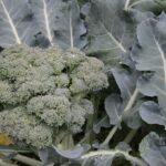 Gospodarstwo agroturystyczne "Pod Laskiem" (11.07.2017) / Krzysztof Bujnowicz / Radio Kielce