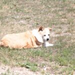 (20.07.2017) Gmina Raków. Raport Dnia: "Pyzówka" / Krzysztof Bujnowicz / Radio Kielce