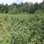 Krzysztof Bujnowicz / Radio Kielce