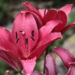 Gospodarstwo agroturystyczne "Pod Laskiem" (11.07.2017) / Krzysztof Bujnowicz / Radio Kielce