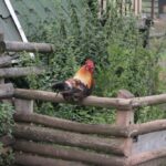 26.07.2017 - Brody - „Daleko od szosy” / Krzysztof Bujnowicz / Radio Kielce