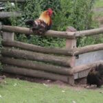 26.07.2017 - Brody - „Daleko od szosy” / Krzysztof Bujnowicz / Radio Kielce