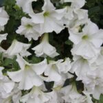 Raport Dnia: "Wojtasówka" (17.07.2017) / Krzysztof Bujnowicz / Radio Kielce