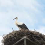 26.07.2017 - Brody - „Daleko od szosy” / Krzysztof Bujnowicz / Radio Kielce