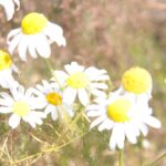 Krzysztof Bujnowicz / Radio Kielce