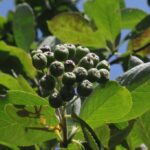 Krzysztof Bujnowicz / Radio Kielce