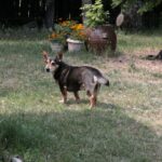 (20.07.2017) Gmina Raków. Raport Dnia: "Pyzówka" / Krzysztof Bujnowicz / Radio Kielce